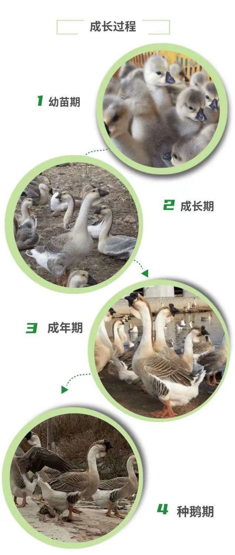 正宗特大种狮头鹅活苗潮汕特大型纯种狮头鹅活体