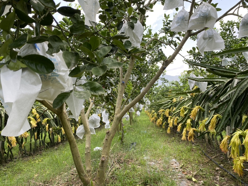 柑桔防虫网覆盖果园场景