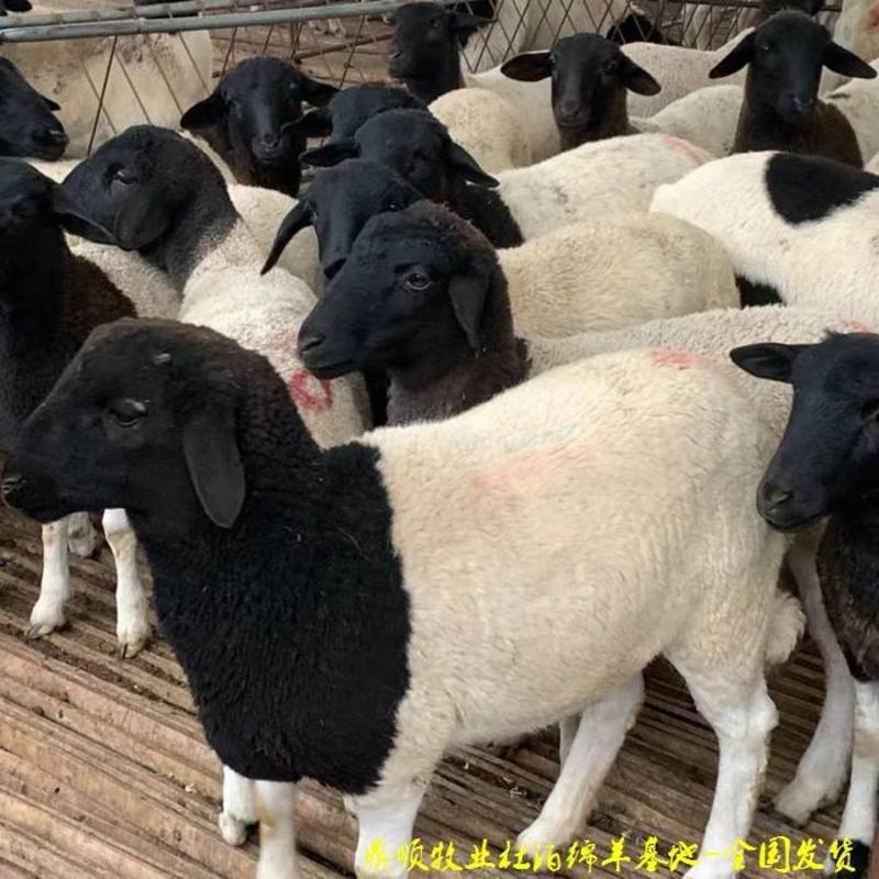 杜泊绵羊种羊黑头杜泊怀孕母羊羊羔价格
