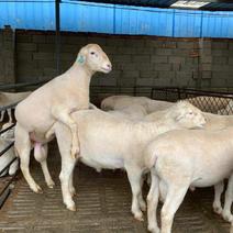 澳洲白绵羊杂交寒羊活体出售奥寒杂交母羊价格
