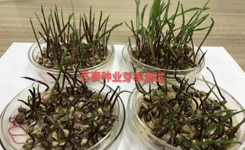 进口墨西哥玉米草种子牧草种子高蛋白高产适合各类家禽