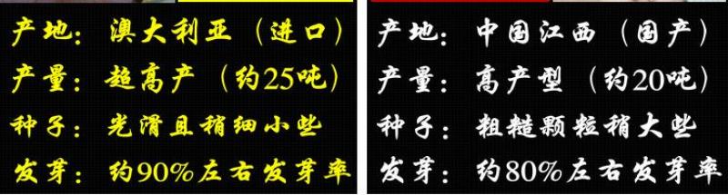 进口墨西哥玉米草种子牧草种子高蛋白高产适合各类家禽