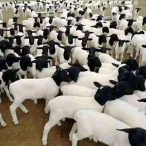 杜寒杂交绵羊养殖白头杜波绵羊母羊胡羊活体出售