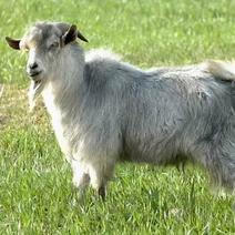 青山羊羊羔出售纯种济宁国宝青山羊狗羊母羊供应