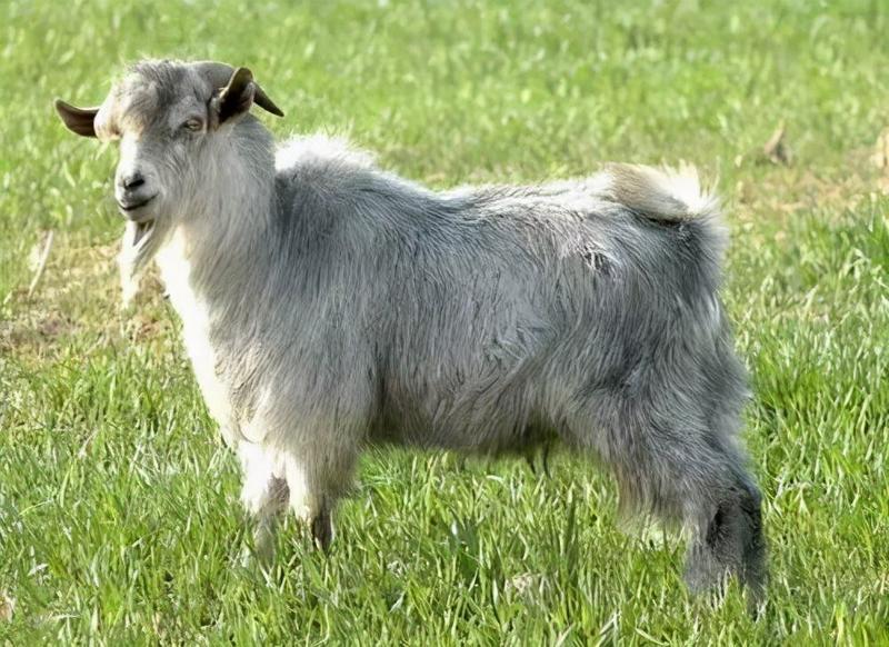 青山羊羊羔出售纯种济宁国宝青山羊狗羊母羊供应