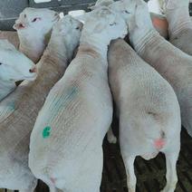 澳洲白绵羊母羊出售杂交绵羊养殖杂交寒羊母羊价格胡羊