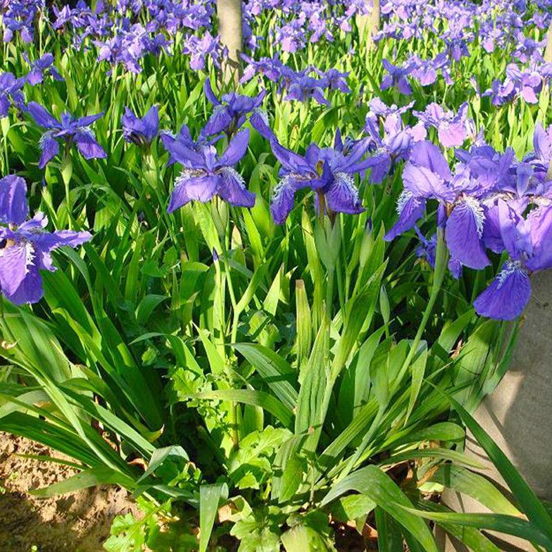 庭院别墅花园植物紫花鸢尾苗盆栽马兰花苗草本地栽多年生喜阴