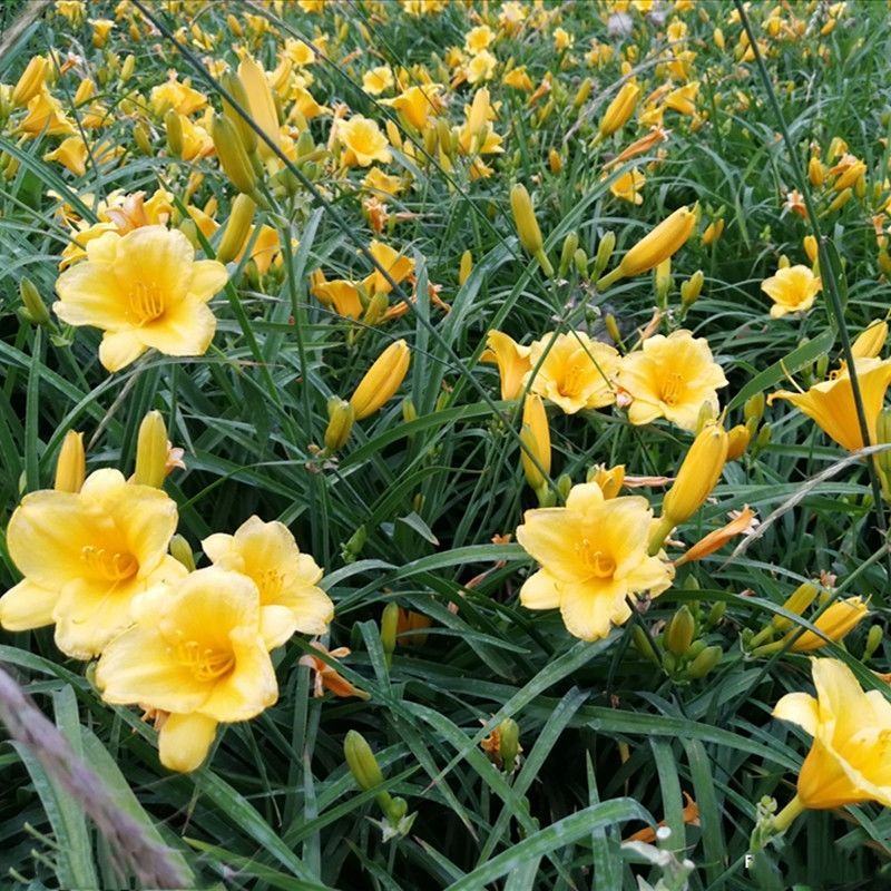 庭院别墅花园植物紫花鸢尾苗盆栽马兰花苗草本地栽多年生喜阴