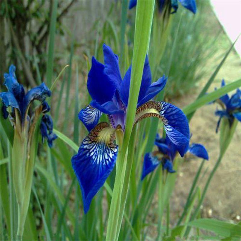 庭院别墅花园植物紫花鸢尾苗盆栽马兰花苗草本地栽多年生喜阴