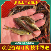 优质黄颡鱼苗，黄骨鱼苗，黄辣丁鱼苗，基地直供，价格