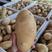 土豆山东优质荷兰土豆产地一手货源常年供应品
