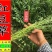 红豆草种子驴食豆青饲牧草林田果园绿肥固氮景观花卉