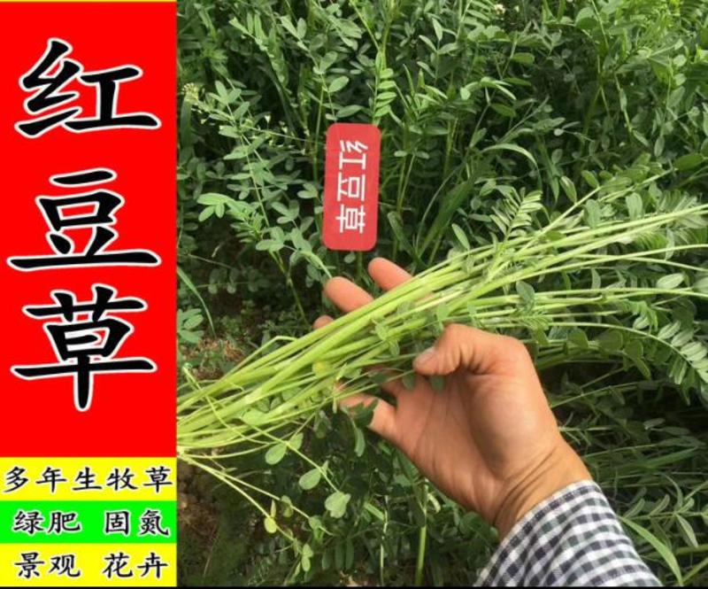 红豆草种子驴食豆青饲牧草林田果园绿肥固氮景观花卉