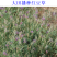 红豆草种子驴食豆青饲牧草林田果园绿肥固氮景观花卉