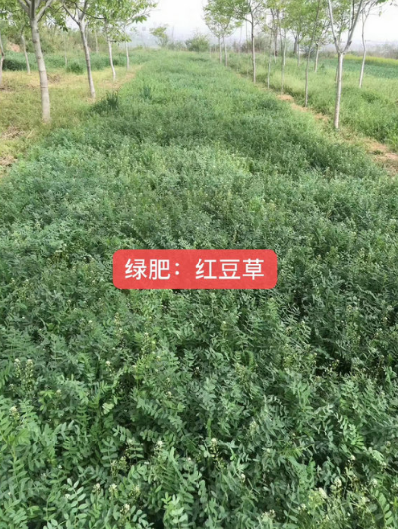红豆草种子驴食豆青饲牧草林田果园绿肥固氮景观花卉