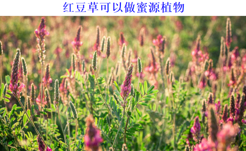 红豆草种子驴食豆青饲牧草林田果园绿肥固氮景观花卉