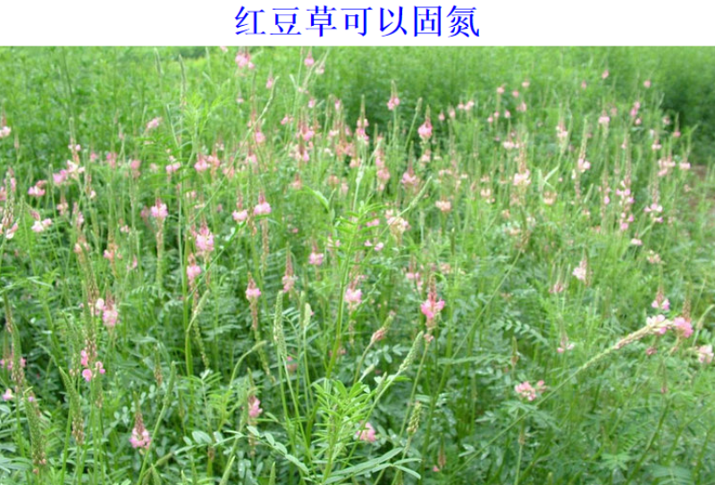 红豆草种子驴食豆青饲牧草林田果园绿肥固氮景观花卉