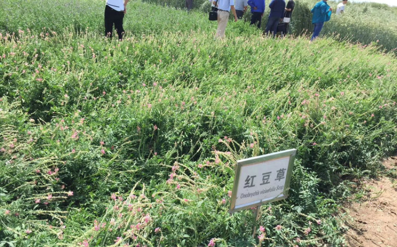 红豆草种子驴食豆青饲牧草林田果园绿肥固氮景观花卉