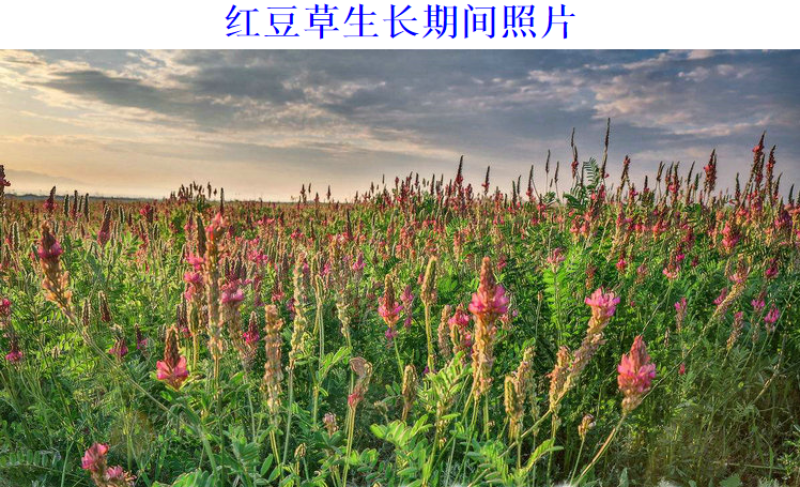 红豆草种子驴食豆青饲牧草林田果园绿肥固氮景观花卉