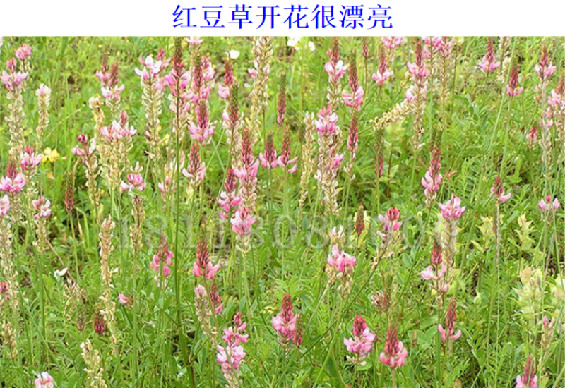 红豆草种子驴食豆青饲牧草林田果园绿肥固氮景观花卉