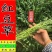 红豆草种子驴食豆青饲牧草林田果园绿肥固氮景观花卉