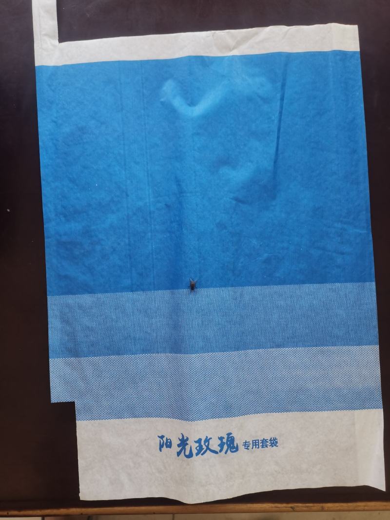 渐变蓝色疏水阳光玫瑰专用套袋，具有较强的防水防虫防鸟功能