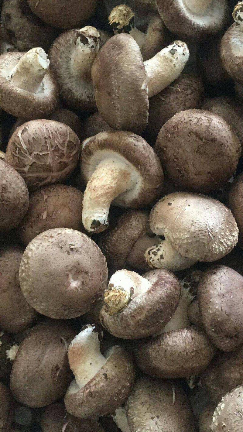 青海西宁新鲜香菇花菇