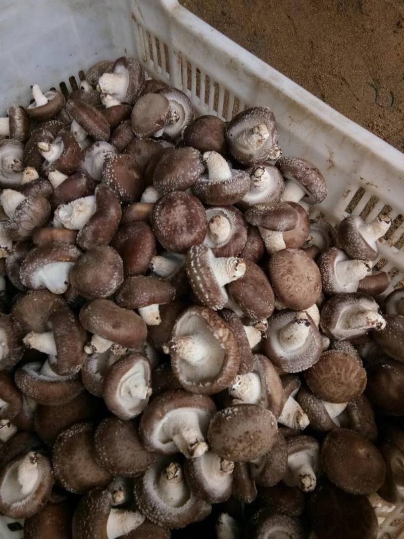 青海西宁新鲜香菇花菇