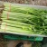 香菜产地直销量大从优品质优良欢迎咨询