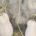 云南文山高山蜜本南瓜
