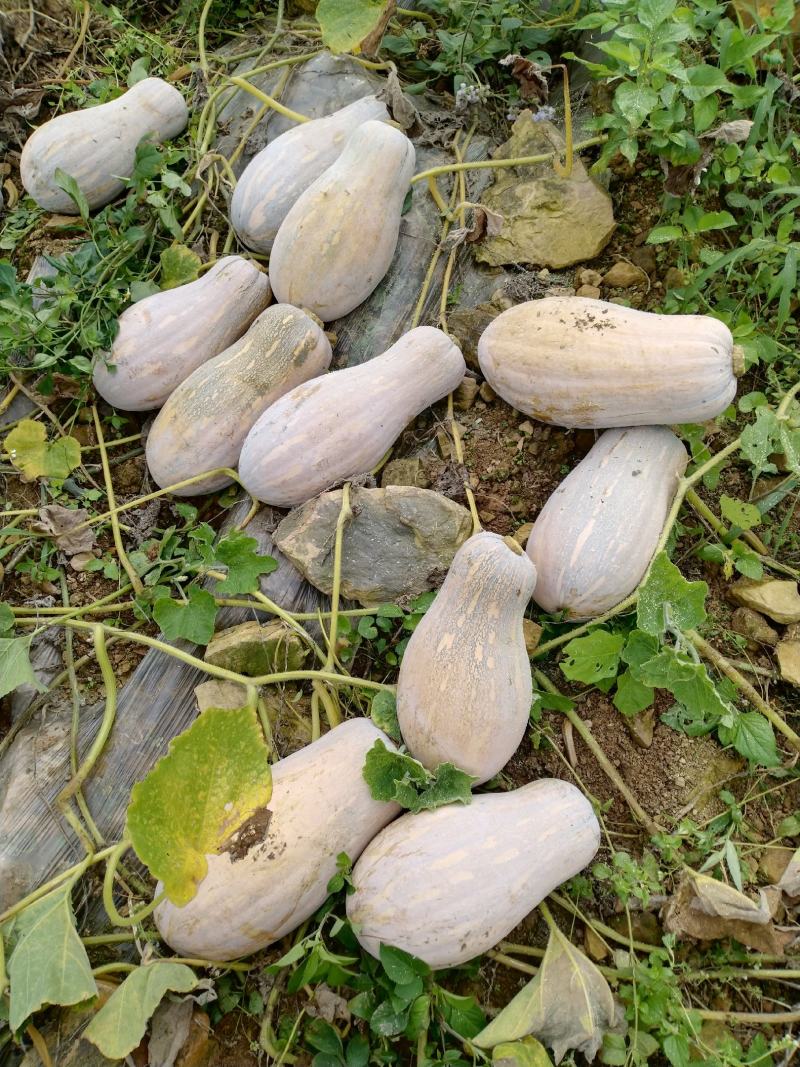 云南文山高山蜜本南瓜