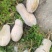 云南文山高山蜜本南瓜