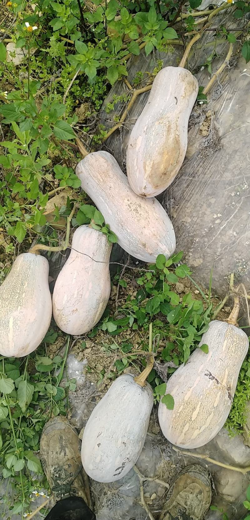 云南文山高山蜜本南瓜