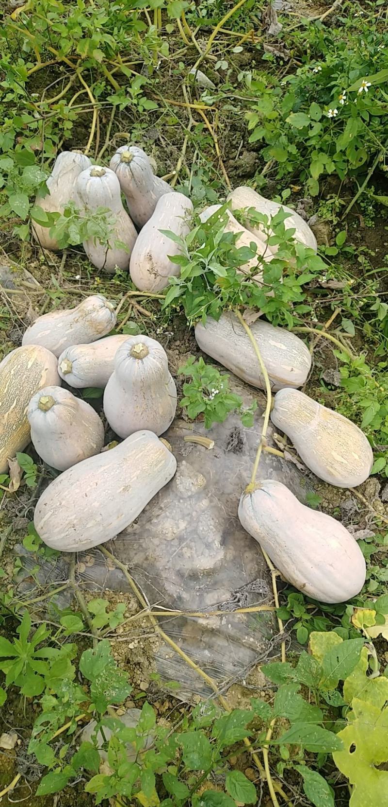 云南文山高山蜜本南瓜