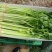 香菜产地直销量大从优品质优良欢迎咨询
