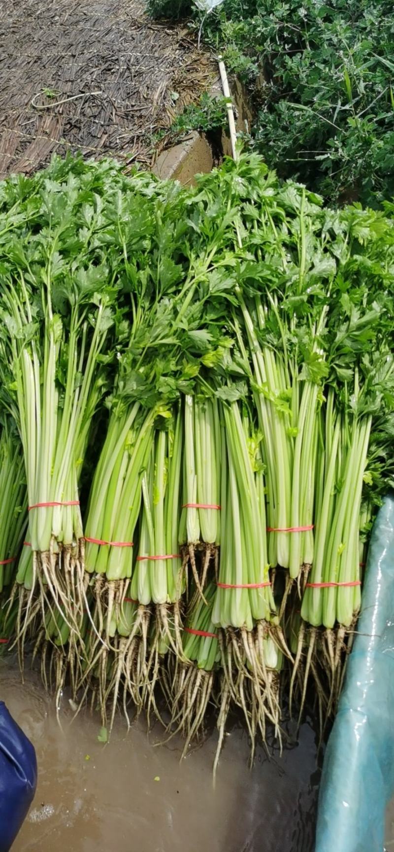 香菜产地直销量大从优品质优良欢迎咨询