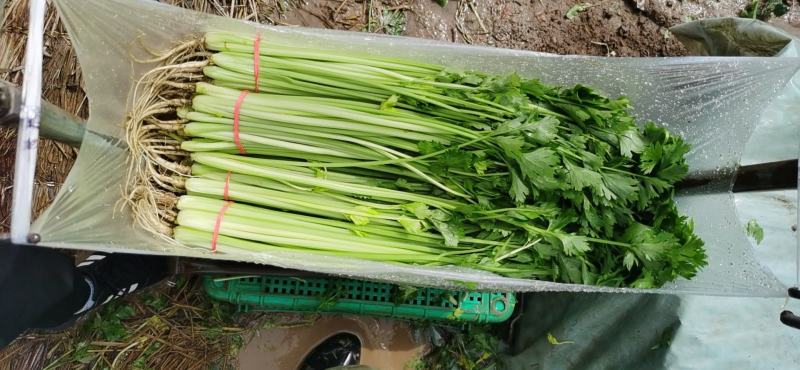 香菜产地直销量大从优品质优良欢迎咨询