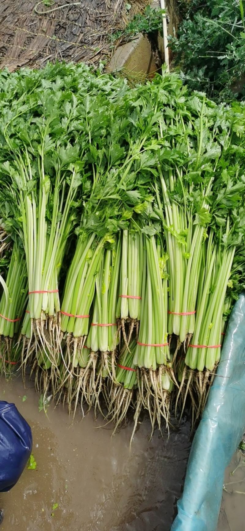 香菜产地直销量大从优品质优良欢迎咨询
