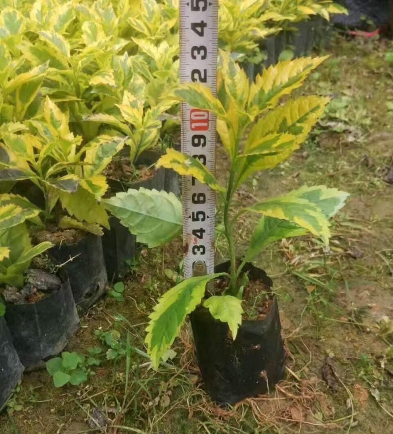 四季常绿庭院阳台绿植盆栽花叶假连翘花苗金叶银斑叶假连翘花