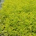四季常绿庭院阳台绿植盆栽花叶假连翘花苗金叶银斑叶假连翘花