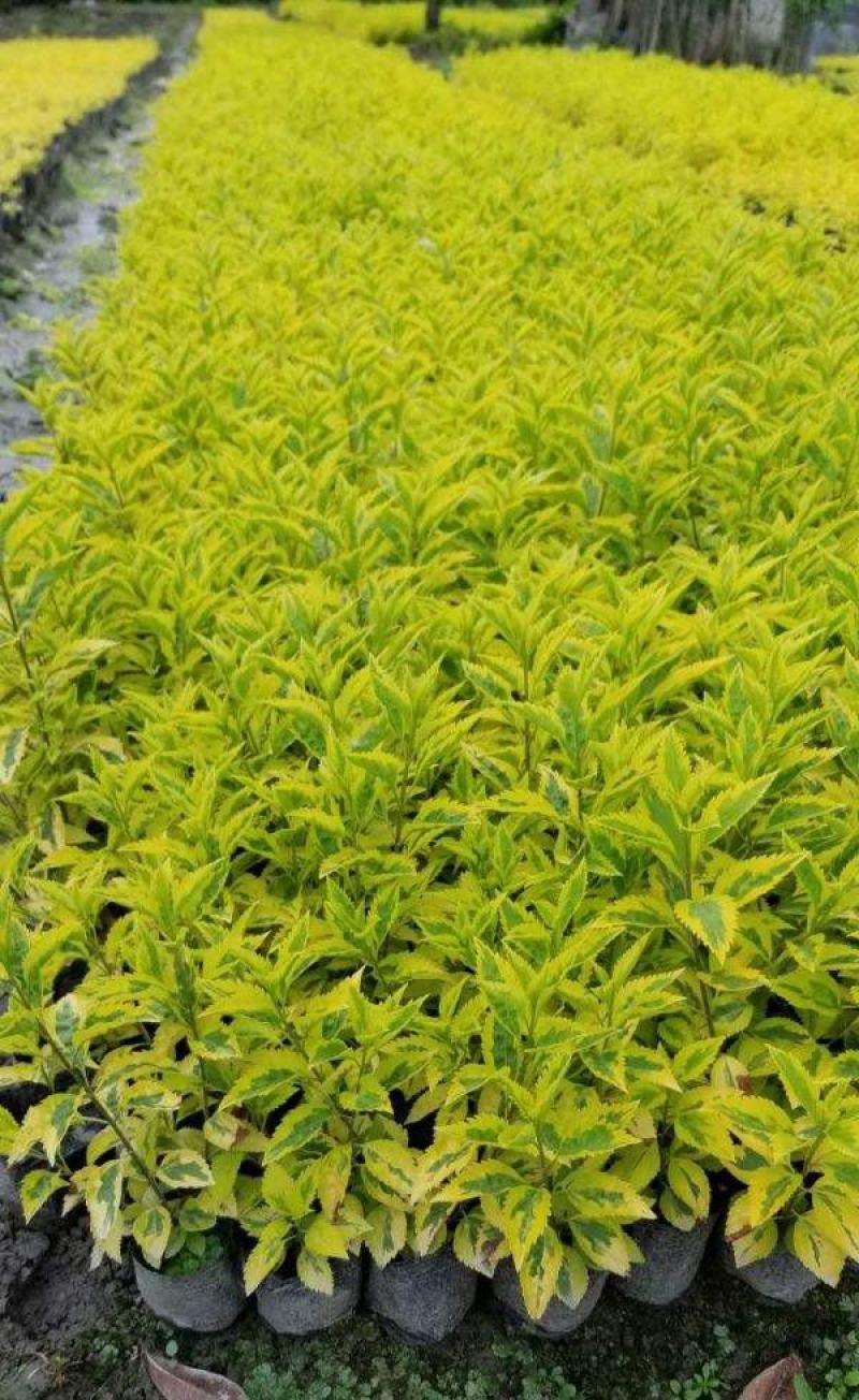 四季常绿庭院阳台绿植盆栽花叶假连翘花苗金叶银斑叶假连翘花