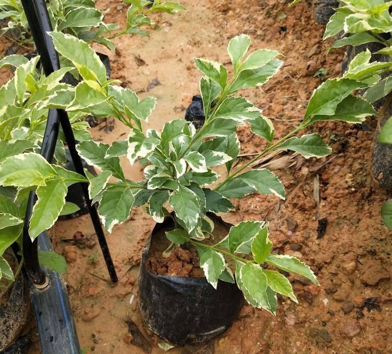 四季常绿庭院阳台绿植盆栽花叶假连翘花苗金叶银斑叶假连翘花