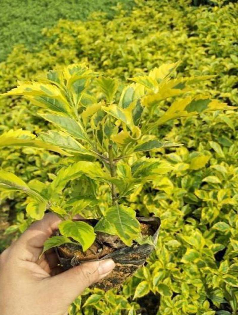 四季常绿庭院阳台绿植盆栽花叶假连翘花苗金叶银斑叶假连翘花