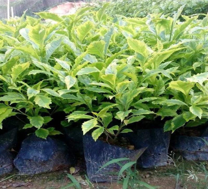 四季常绿庭院阳台绿植盆栽花叶假连翘花苗金叶银斑叶假连翘花