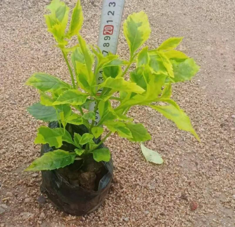四季常绿庭院阳台绿植盆栽花叶假连翘花苗金叶银斑叶假连翘花