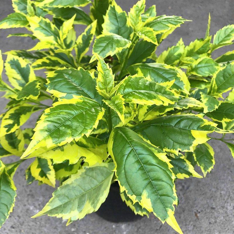 四季常绿庭院阳台绿植盆栽花叶假连翘花苗金叶银斑叶假连翘花