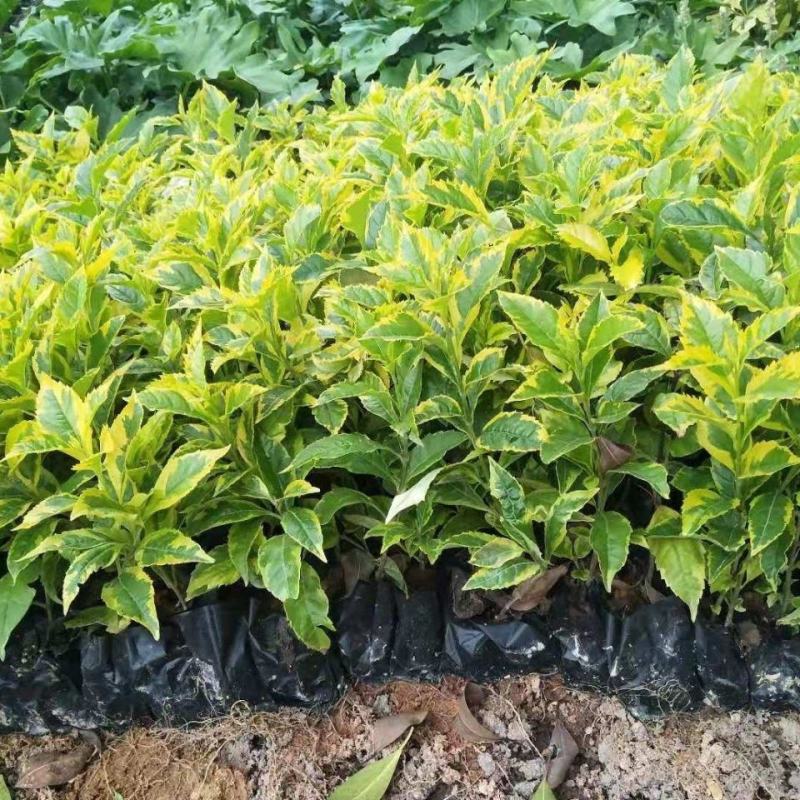 四季常绿庭院阳台绿植盆栽花叶假连翘花苗金叶银斑叶假连翘花