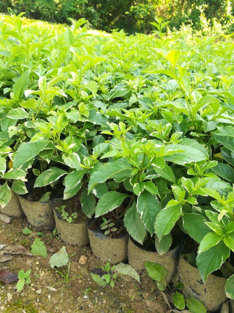 四季常绿庭院阳台绿植盆栽花叶假连翘花苗金叶银斑叶假连翘花