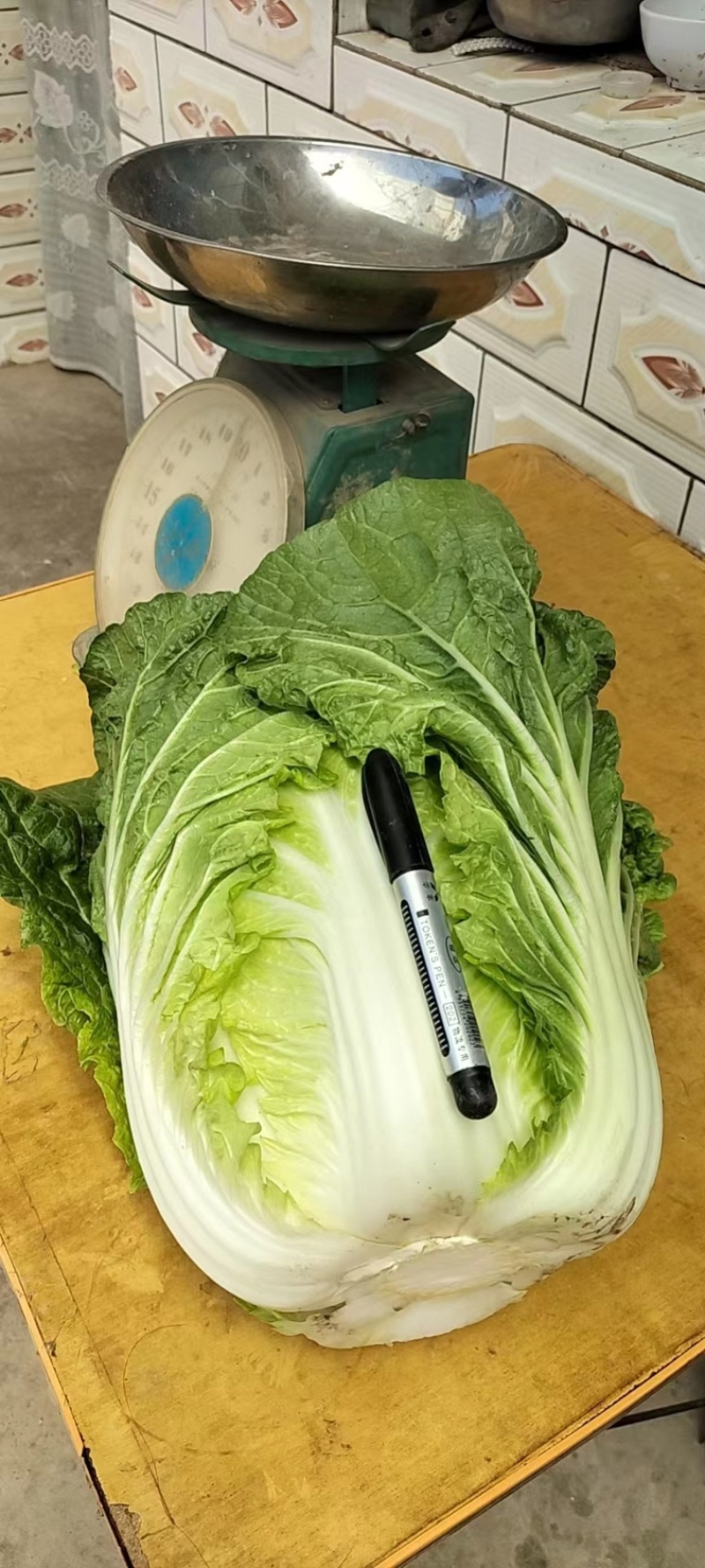 黄心白菜大量上市批发供应电话联系产地批发欢迎咨询