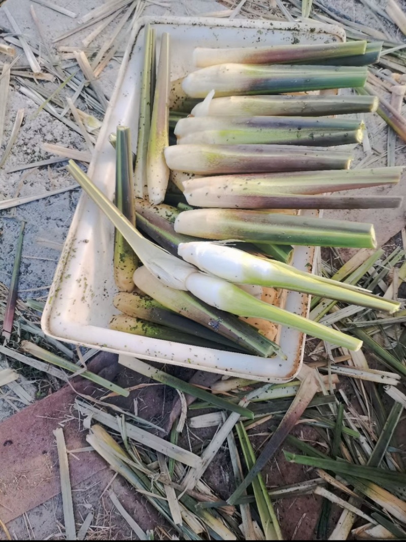 云南茭白货量充足，全国发货，量大从优，致电联系